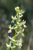 Photo Orchis de Provence