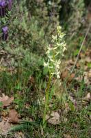 Photo Orchis de Provence