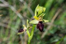 Photo Ophrys de la Passion