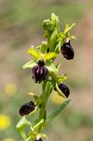 Photo Ophrys de la Passion