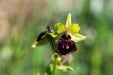 Photo Ophrys de la Passion