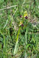 Photo Ophrys de la Passion