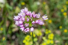 Allium roseum subsp. roseum