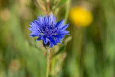 Cyanus segetum (Centaurea cyanus)