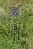 Photo Campanule droite (Campanule  feuilles lancoles)