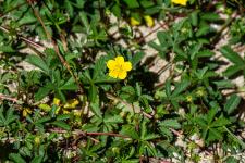 Potentilla reptans