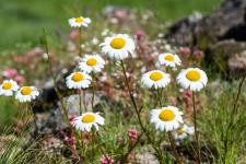 Photo Marguerite de Delarbre (Leucanthme de Delarbre)