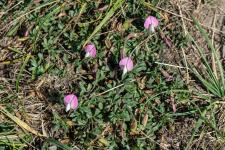 Photo Bugrane  crte (Bugrane du Mont Cenis)